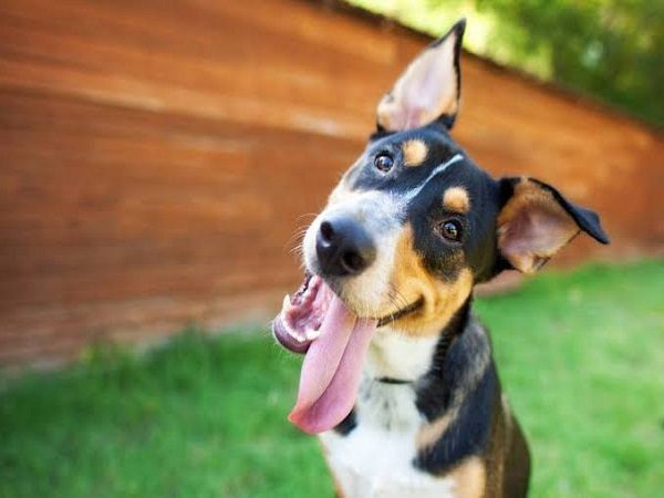 AIRBNB e cachorros